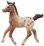 appaloosa colt.jpg